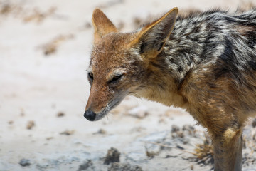 Close up of the head or a black-backed jackal in the arid landscape of Etosha National Park