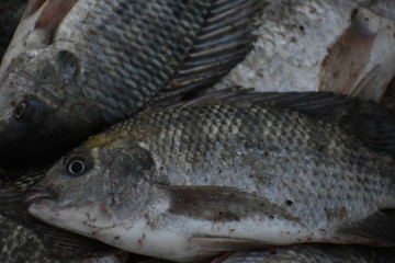 Obraz premium Fish