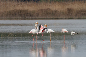 Phoenicopterus roseus, grupo de flamencos en la laguna descansando.