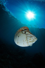 The Nautilus Palau