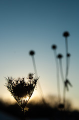 Silhouette of Plants At Sunset