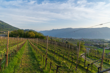Fototapeta na wymiar Cultivated fields in Eppan in Trentino Alto Adige in northern Italy. Vineyards and apple trees are the main branch of the economy in this area.