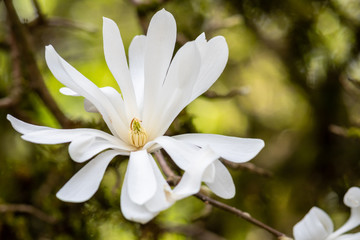 Closeup of a white Star Magnolia flower in full bloom
