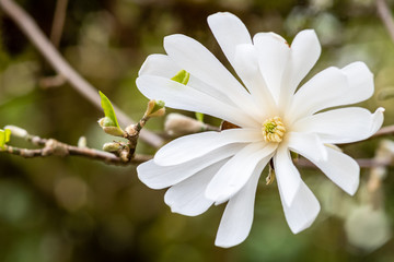 Closeup of a white Star Magnolia flower in full bloom
