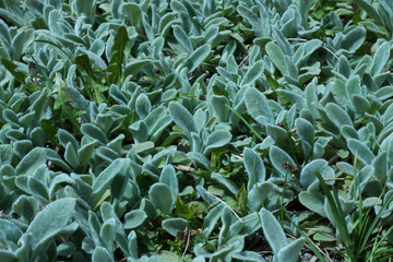 Green Plants Blooming in Spring Background