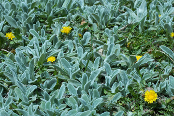 Yellow Flowers in Nature Green Plants in Spring 