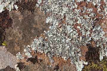 Lichene, pietra lavica, basalto