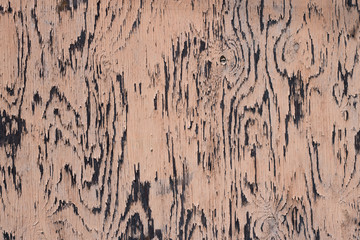 Pink Weathered Wood Background Texture Pattern