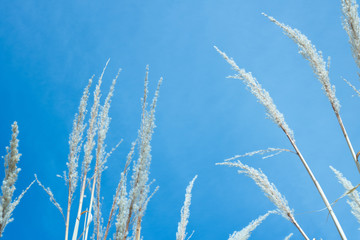 Light Blue Sky Plant Background