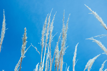 Yellow Plants With Blue Sky Background