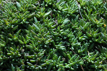 Succulent Plants Nature Background Summer