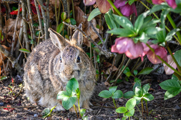 Native rabbit in a garden looking for a snack, spring wildlife
