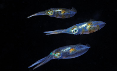 The bigfins squids  on blue background