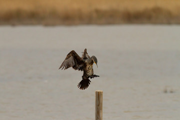 Cormorán grande (Phalacrocorax carbo), apunto de posarse en el palo.