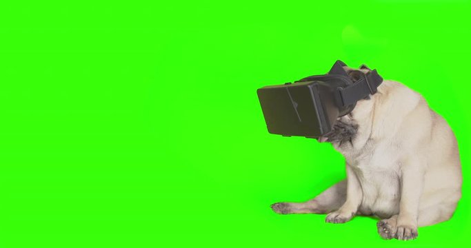 Funny cute pug dog using a virtual reality headset. Pug dog wearing virtual reality glasses. Pet in VR gadget. Sitting. Green screen