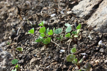 Lotus corniculatus, ginestrino, fiore di campo