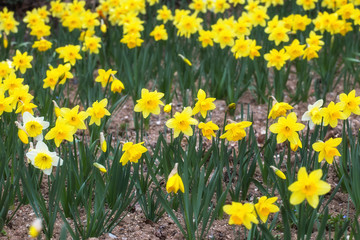 Obraz premium Yellow narcissus bloom in the garden in April. A large field of narcissus. Spring yellow flowers.