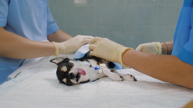 Surgeon and assistent operates chihuahua dog in veterinary clinic