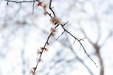 cherry blossom in spring