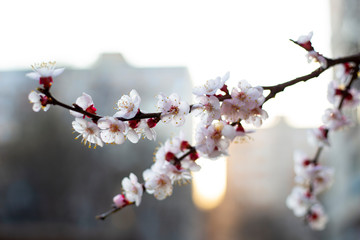 cherry blossom in spring