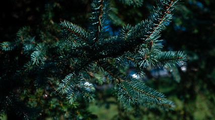 Gałęzie drzewa iglastego. © Bernadeta