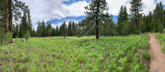 Beautiful panoramic landscape mountain forest meadow with dirt walking mountain bike trail path