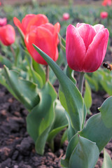 Close-up of Pink tulips, variety of Dutch (Holland) flower bulbs in the garden. The bee collects nectar. Natural lighting
