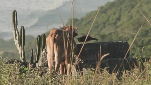 Cow eating meadow on a hill with the sea in the background, sparrow-hawk jumps in the animal's head and start eating his ticks. Telephoto lens shot. Florian&oacute;polis, Santa Catarina / Brazil