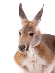 Naklejka premium red kangaroo isolated on white background studio shot