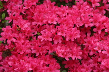 Obraz premium flower garden in the park