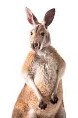 Foto op Plexiglas rode kangoeroe geïsoleerd op een witte achtergrond studio shot © _DeingeL_