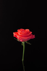 １輪の赤いバラの黒背景の写真