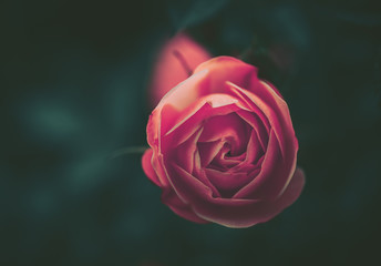 Closed Up Rose flower with vintage style;