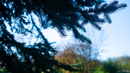 Gałęzie drzewa iglastego. © Bernadeta