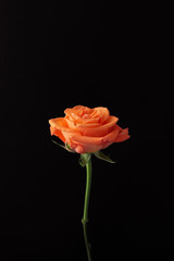 １輪のオレンジのバラの黒背景の写真