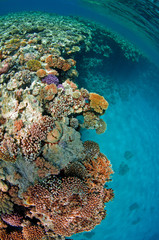Naklejka na ściany i meble Coral reef in Red sea