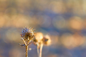 Dry Stinger Needles with blurred background bokeh. Copy space.