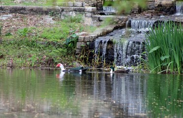 Fototapeta na wymiar ducks in the pond