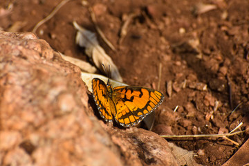 Bright Spotted Joker Butterfly On Rock (Byblia ilythia), Rustenburg, South Africa