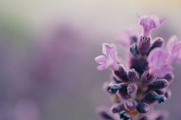 close up of lavender