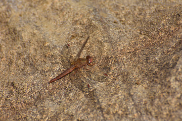 Female Broad Scarlet Dragonfly On Stone (Crocothemis erythraea), Rustenburg, South Africa