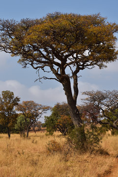 Marula Fruit Tree In African Grassland (Sclerocarya birrea), Rustenburg, South Africa