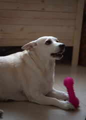 Beżowo biały pies trzymający w łapach różową zabawkę.