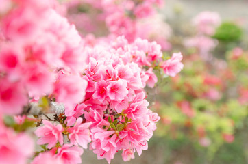 Obraz premium 八重のツツジ