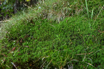 macro photo of green moss along the edges of an alpine lake, Meugliano lake, Piedmont region, Italy