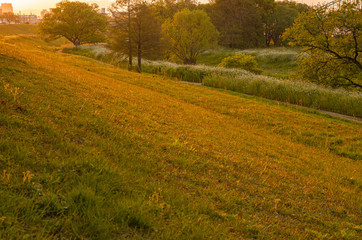 夕日の当たる芝生