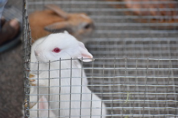 Obraz premium Rabbit