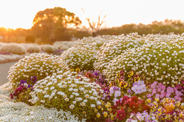 夕日と白いノースポールの花壇