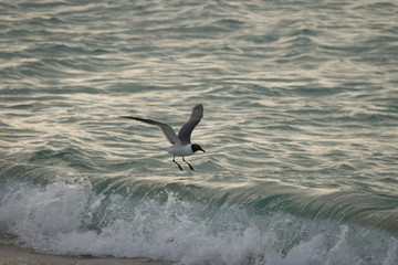 seagull in the sea