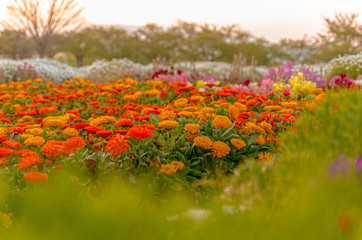Obraz premium 夕日とマリーゴールドの花壇